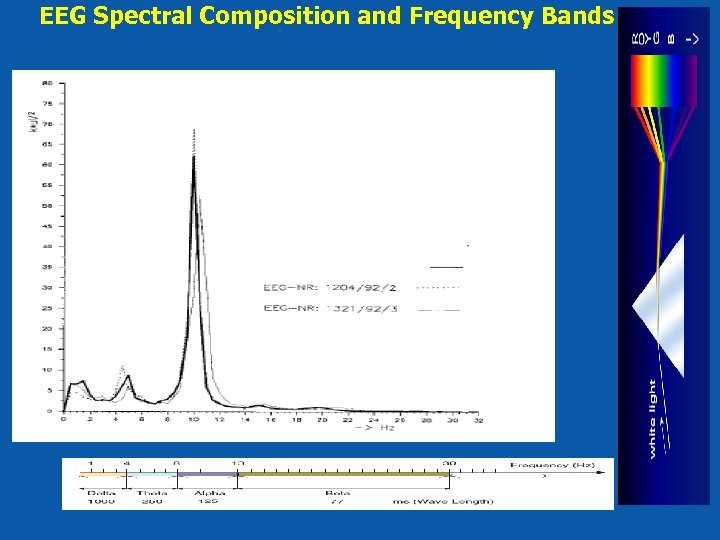 EEG Spectral Composition and Frequency Bands 