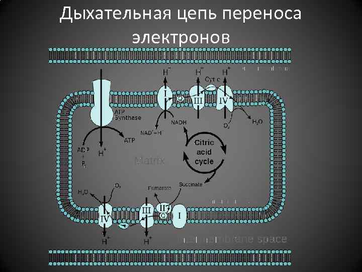 Цепи переноса. Дыхательная цепь переноса электронов. Электронная цепь без переноса. Электроны и их влияние на человека.