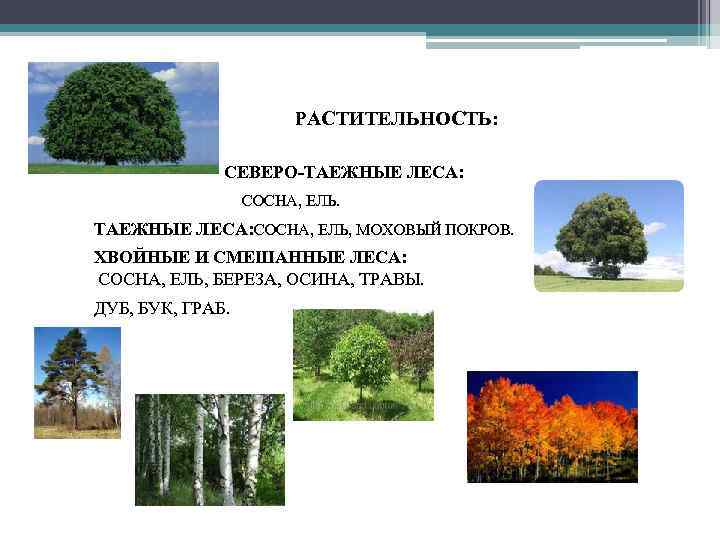 РАСТИТЕЛЬНОСТЬ: • СЕВЕРО-ТАЕЖНЫЕ ЛЕСА: • СОСНА, ЕЛЬ. • ТАЕЖНЫЕ ЛЕСА: СОСНА, ЕЛЬ, МОХОВЫЙ ПОКРОВ.