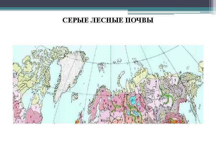 СЕРЫЕ ЛЕСНЫЕ ПОЧВЫ 