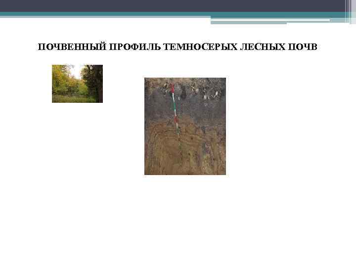 ПОЧВЕННЫЙ ПРОФИЛЬ ТЕМНОСЕРЫХ ЛЕСНЫХ ПОЧВ 