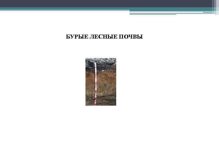 БУРЫЕ ЛЕСНЫЕ ПОЧВЫ 