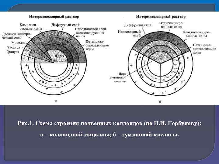 Рис. 1. Схема строения почвенных коллоидов (по Н. И. Горбунову): а – коллоидной мицеллы;