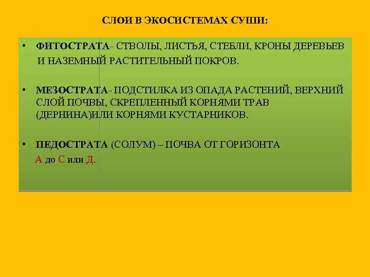 СЛОИ В ЭКОСИСТЕМАХ СУШИ: • ФИТОСТРАТА- СТВОЛЫ, ЛИСТЬЯ, СТЕБЛИ, КРОНЫ ДЕРЕВЬЕВ И НАЗЕМНЫЙ РАСТИТЕЛЬНЫЙ