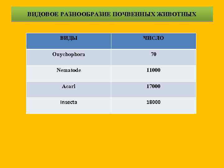 ВИДОВОЕ РАЗНООБРАЗИЕ ПОЧВЕННЫХ ЖИВОТНЫХ ВИДЫ ЧИСЛО Onychophora 70 Nematode 11000 Acari 17000 Insecta 18000