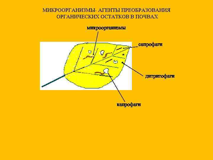 МИКРООРГАНИЗМЫ- АГЕНТЫ ПРЕОБРАЗОВАНИЯ ОРГАНИЧЕСКИХ ОСТАТКОВ В ПОЧВАХ микроорганизмы сапрофаги дитритофаги капрофаги 