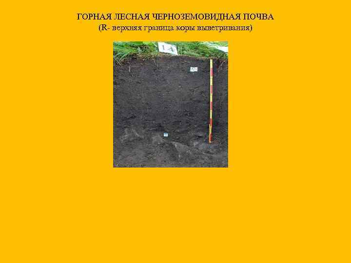 ГОРНАЯ ЛЕСНАЯ ЧЕРНОЗЕМОВИДНАЯ ПОЧВА (R- верхняя граница коры выветривания) 