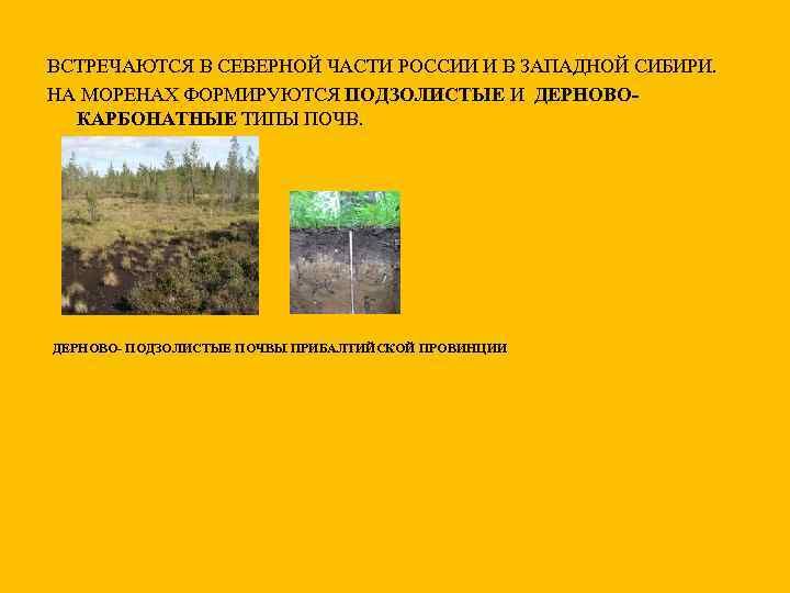 ВСТРЕЧАЮТСЯ В СЕВЕРНОЙ ЧАСТИ РОССИИ И В ЗАПАДНОЙ СИБИРИ. НА МОРЕНАХ ФОРМИРУЮТСЯ ПОДЗОЛИСТЫЕ И