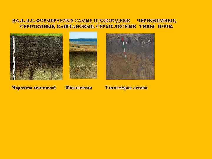 НА Л. Л. С. ФОРМИРУЮТСЯ САМЫЕ ПЛОДОРОДНЫЕ ЧЕРНОЗЕМНЫЕ, СЕРОЗЕМНЫЕ, КАШТАНОВЫЕ, СЕРЫЕ ЛЕСНЫЕ ТИПЫ ПОЧВ.