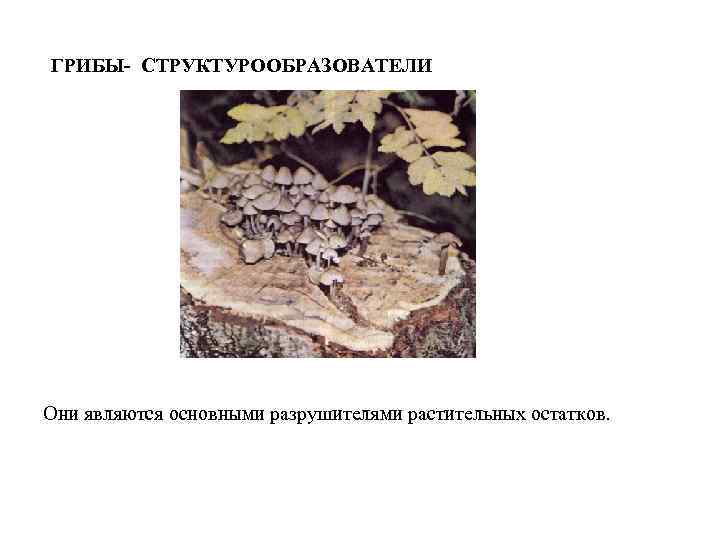 ГРИБЫ- СТРУКТУРООБРАЗОВАТЕЛИ Они являются основными разрушителями растительных остатков. 