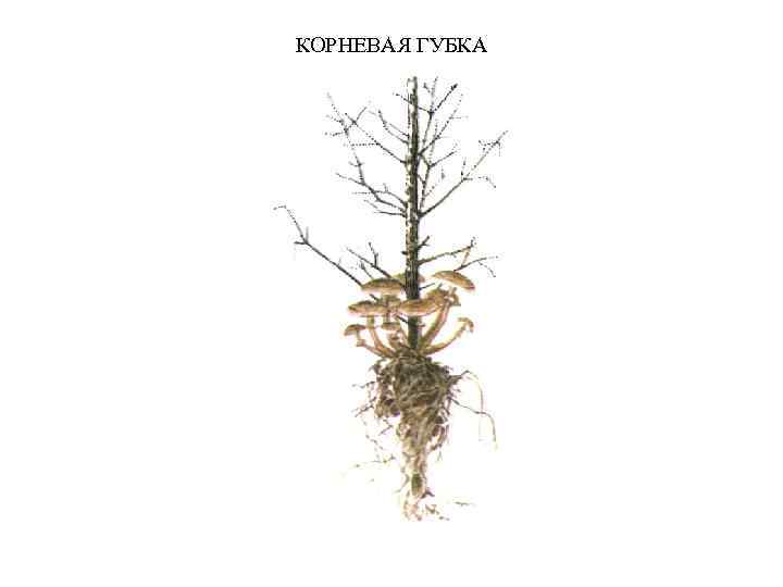 КОРНЕВАЯ ГУБКА 