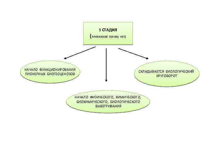 1 СТАДИЯ (ПРИЗНАКОВ ПОЧВЫ НЕТ) НАЧАЛО ФУНКЦИОНИРОВАНИЯ ПИОНЕРНЫХ БИОГЕОЦЕНОЗОВ СКЛАДЫВАЕТСЯ БИОЛОГИЧЕСКИЙ КРУГОВОРОТ НАЧАЛО ФИЗИЧЕСКОГО,