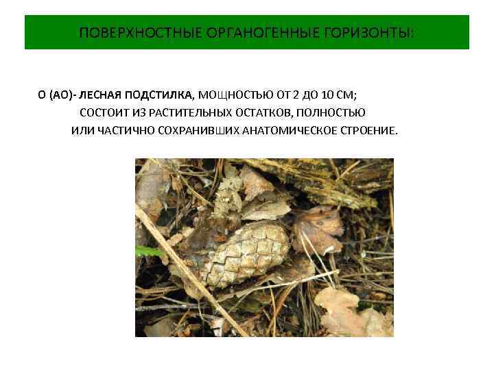 ПОВЕРХНОСТНЫЕ ОРГАНОГЕННЫЕ ГОРИЗОНТЫ: О (АО)- ЛЕСНАЯ ПОДСТИЛКА, МОЩНОСТЬЮ ОТ 2 ДО 10 СМ; СОСТОИТ