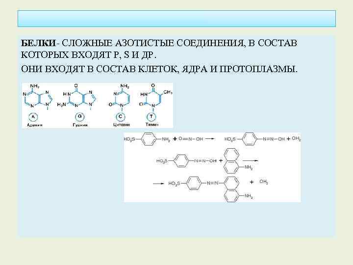 БЕЛКИ- СЛОЖНЫЕ АЗОТИСТЫЕ СОЕДИНЕНИЯ, В СОСТАВ КОТОРЫХ ВХОДЯТ P, S И ДР. ОНИ ВХОДЯТ