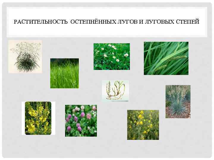 РАСТИТЕЛЬНОСТЬ ОСТЕПНЁННЫХ ЛУГОВ И ЛУГОВЫХ СТЕПЕЙ 