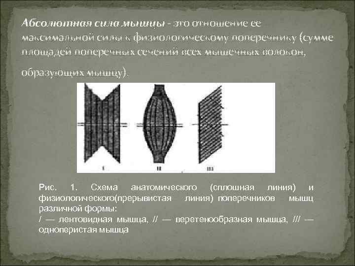Абсолютная сила мышцы - это отношение ее максимальной силы к физиологическому поперечнику (сумме площадей