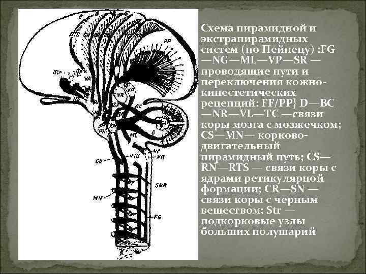 Экстрапирамидная система схема пути