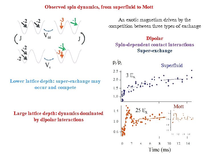 Observed spin dynamics, from superfluid to Mott An exotic magnetism driven by the competition