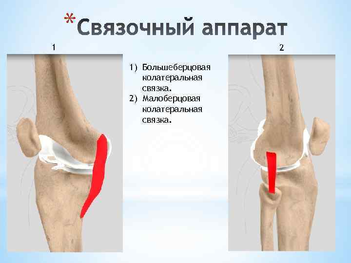 * 1 2 1) Большеберцовая колатеральная связка. 2) Малоберцовая колатеральная связка. 