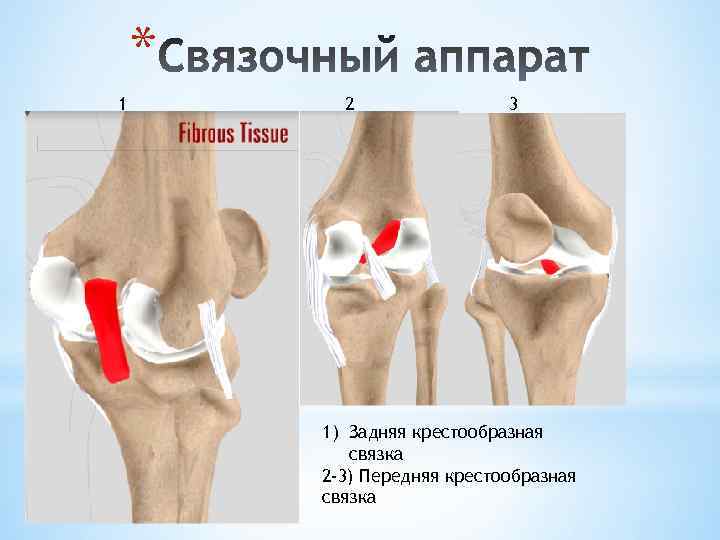 * 1 2 3 1) Задняя крестообразная связка 2 -3) Передняя крестообразная связка 