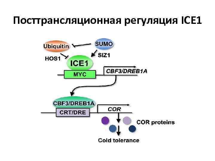 Посттрансляционная регуляция ICE 1 