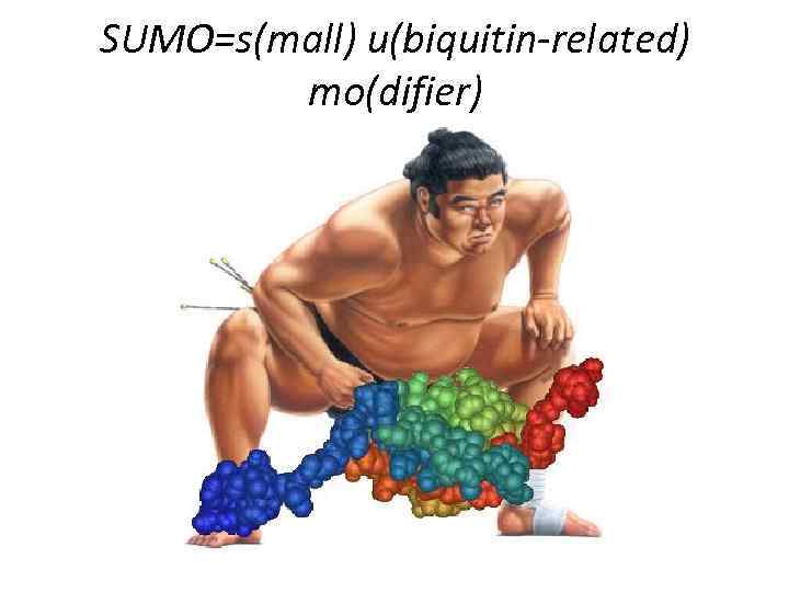 SUMO=s(mall) u(biquitin-related) mo(difier) 