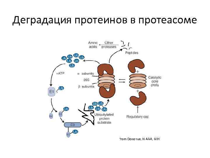 Деградация протеинов в протеасоме 