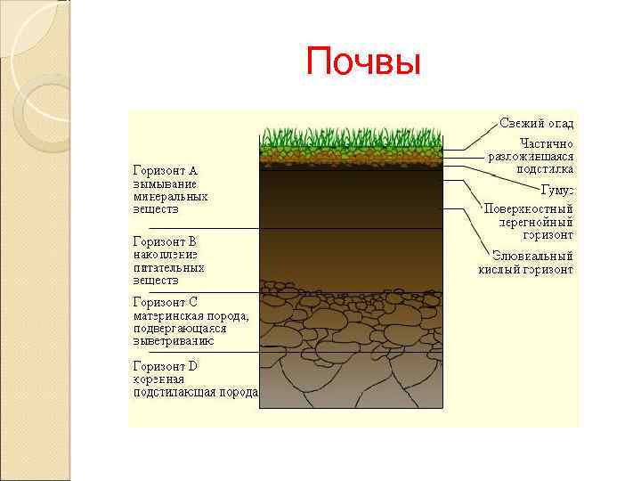 Почвы 