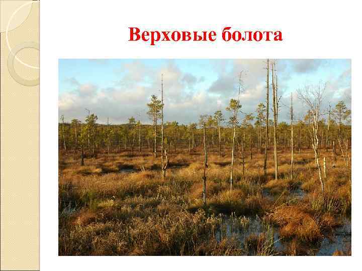 Верховые болота 