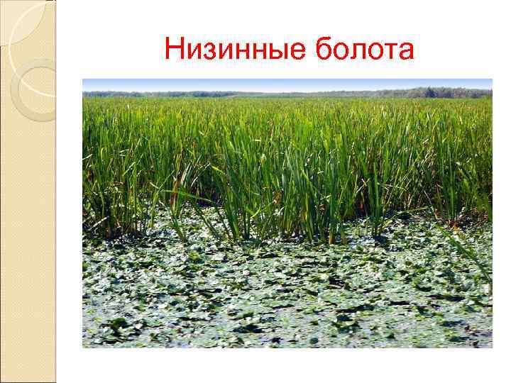 Низинные болота 