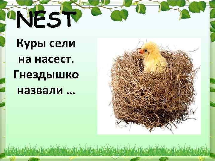 NEST Куры сели на насест. Гнездышко назвали … 