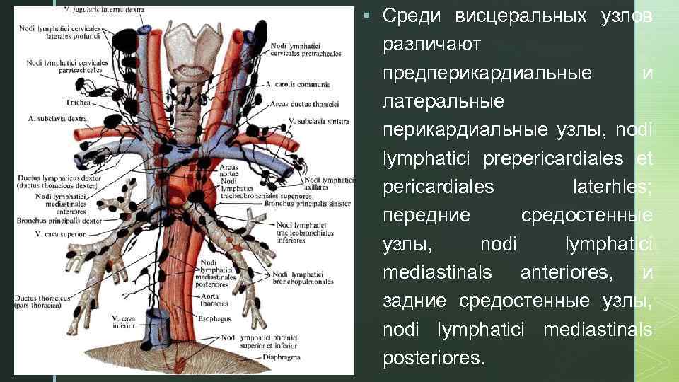 § Среди висцеральных узлов z различают предперикардиальные и латеральные перикардиальные узлы, nodi lymphatici prepericardiales
