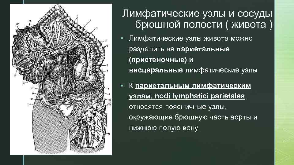 z Лимфатические узлы и сосуды брюшной полости ( живота ) § Лимфатические узлы живота