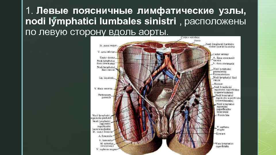 1. Левые поясничные лимфатические узлы, z nodi lymphatici lumbales sinistri , расположены по левую