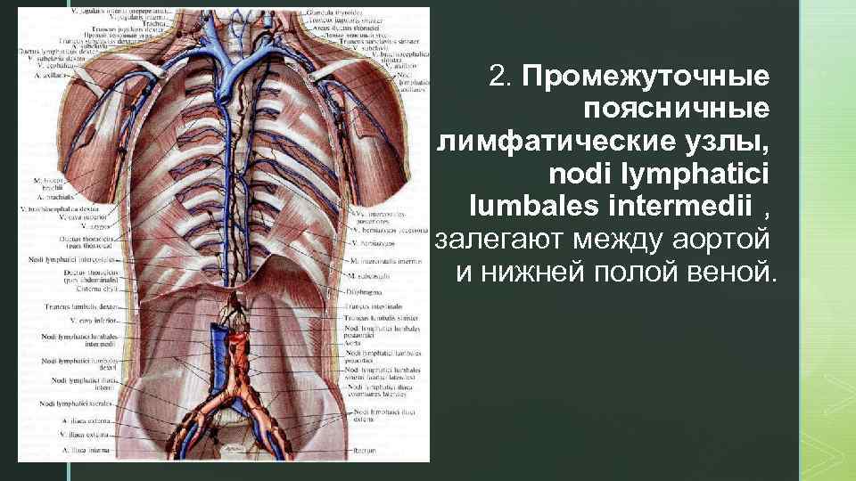 z 2. Промежуточные поясничные лимфатические узлы, nodi lymphatici lumbales intermedii , залегают между аортой