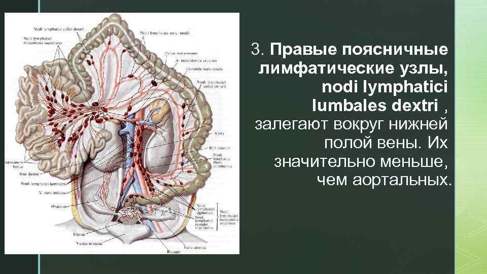 z 3. Правые поясничные лимфатические узлы, nodi lymphatici lumbales dextri , залегают вокруг нижней