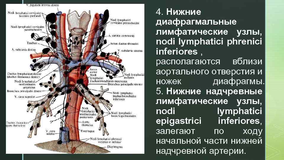 z 4. Нижние диафрагмальные лимфатические узлы, nodi lymphatici phrenici inferiores , располагаются вблизи аортального