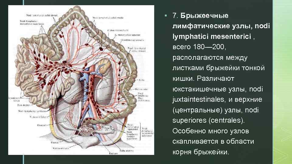 z § 7. Брыжеечные лимфатические узлы, nodi lymphatici mesenterici , всего 180— 200, располагаются