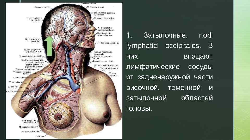 z 1. Затылочные, nodi lymphatici occipitales. В них впадают лимфатические сосуды от задненаружной части