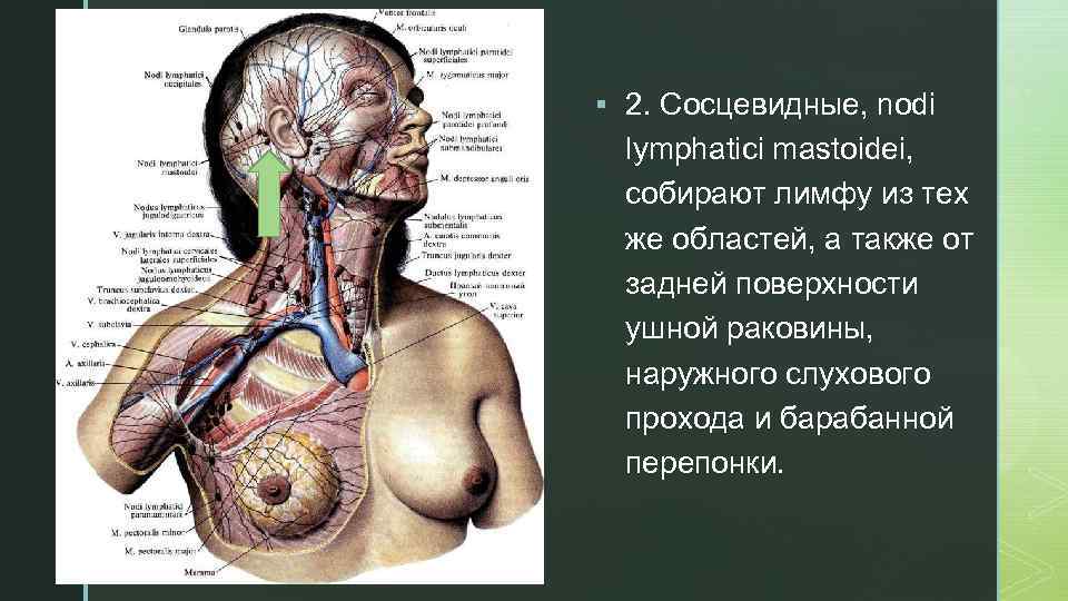 z § 2. Сосцевидные, nodi lymphatici mastoidei, собирают лимфу из тех же областей, а