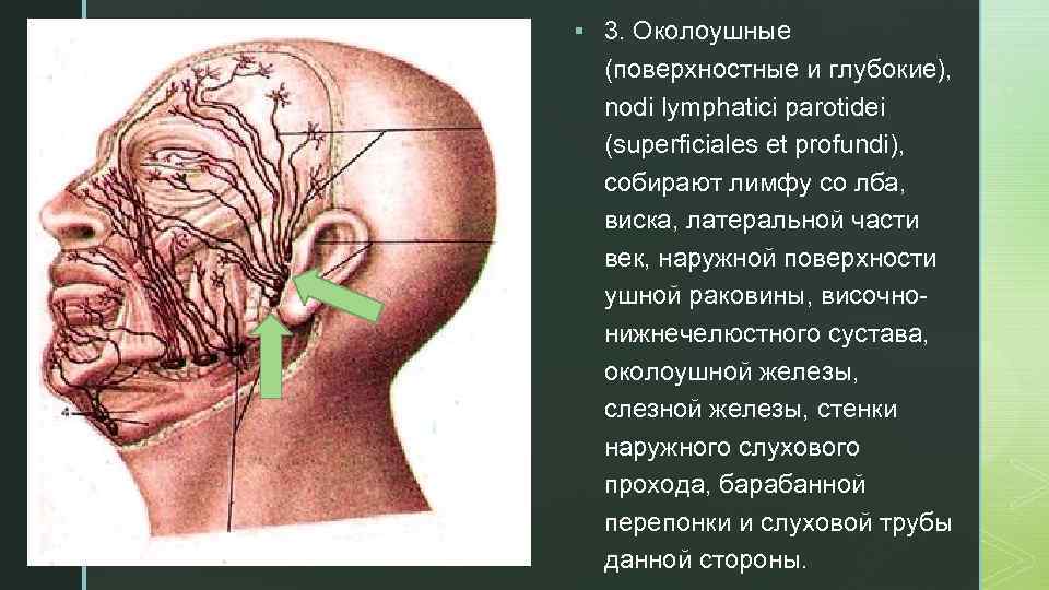 § 3. Околоушные z (поверхностные и глубокие), nodi lymphatici parotidei (superficiales et profundi), собирают