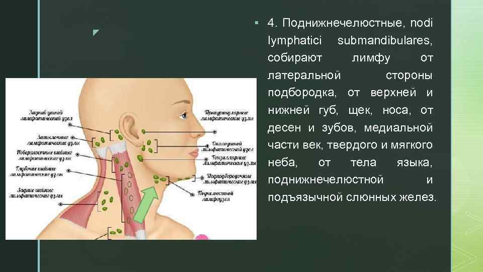 z § 4. Поднижнечелюстные, nodi lymphatici submandibulares, собирают лимфу от латеральной стороны подбородка, от