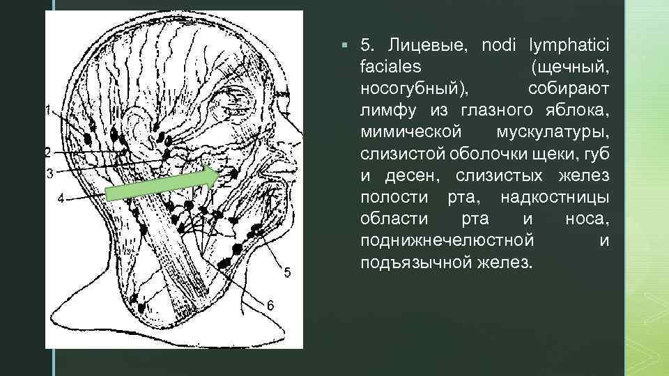 z § 5. Лицевые, nodi lymphatici faciales (щечный, носогубный), собирают лимфу из глазного яблока,