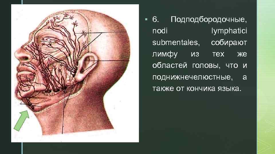 z § 6. Подподбородочные, nodi lymphatici submentales, собирают лимфу из тех же областей головы,