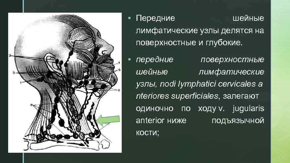 z § Передние шейные лимфатические узлы делятся на поверхностные и глубокие. § передние поверхностные