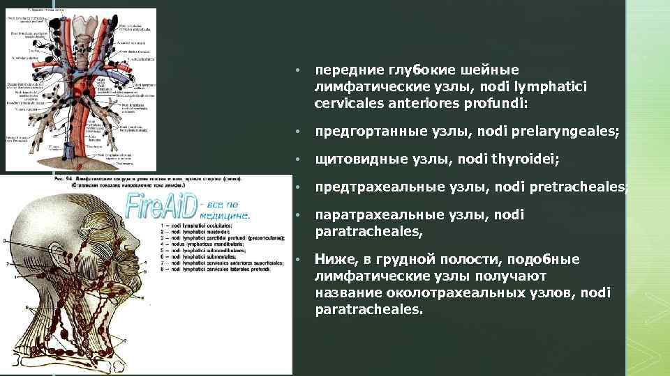 Паратрахеальные лимфатические узлы. Латеральные глубокие шейные лимфатические узлы. Паравазальные лимфатические узлы. Предтрахеальные лимфатические узлы. Предгортанные лимфатические узлы.