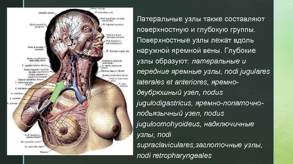 z § Латеральные узлы также составляют поверхностную и глубокую группы. Поверхностные узлы лежат вдоль