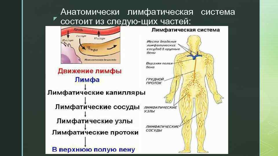 z Анатомически лимфатическая система состоит из следую щих частей: 