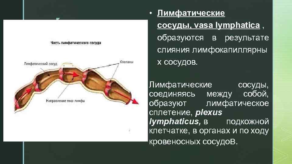 В лимфатический сосуд поступают