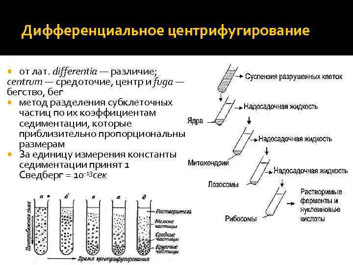 Центрифугирование в градиенте плотности